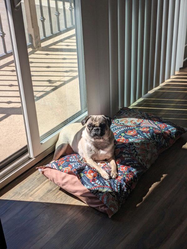 /Images/uploads/PUG NATION RESCUE OF LOS ANGELES/pugnation/entries/32110thumb.jpg